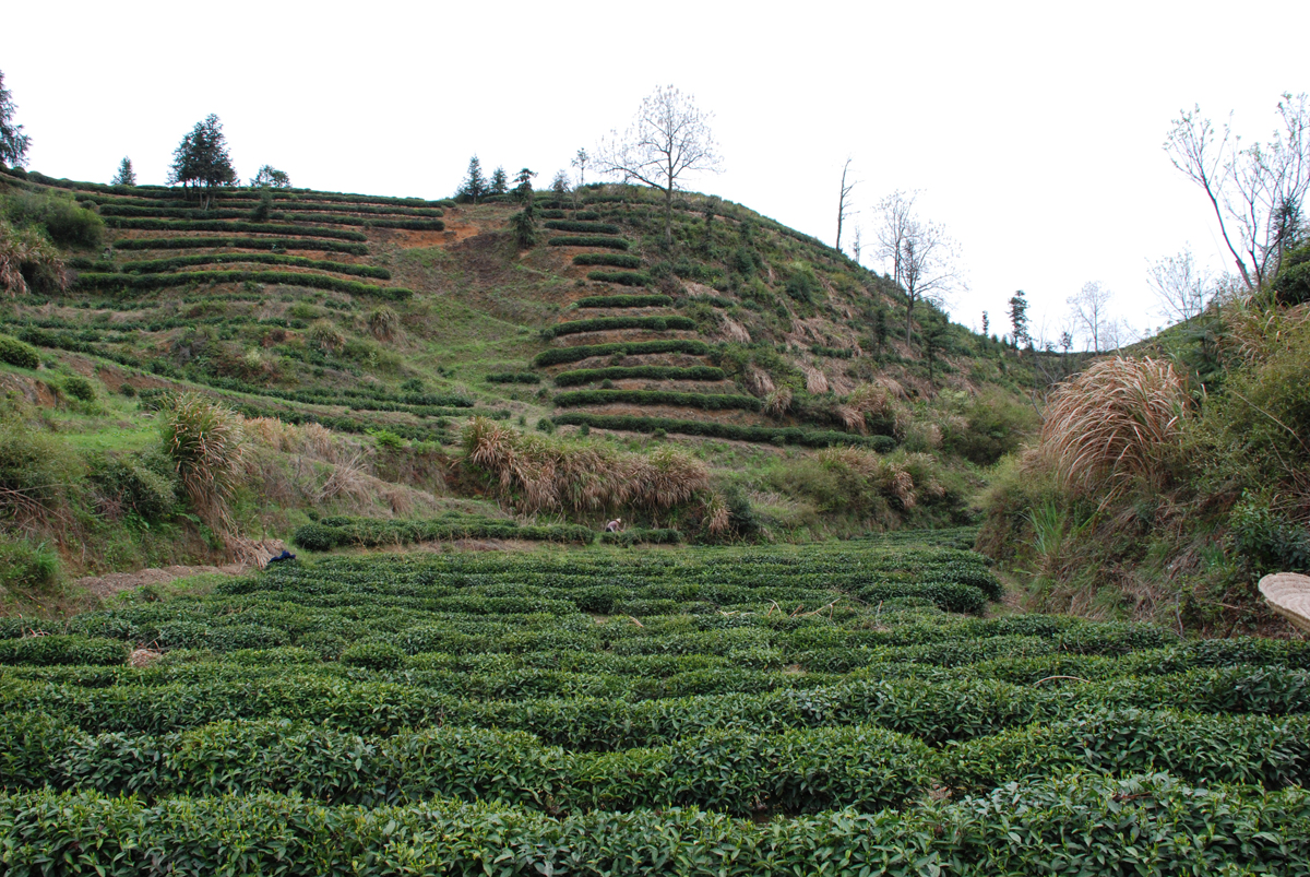 Teegarten in Qimen